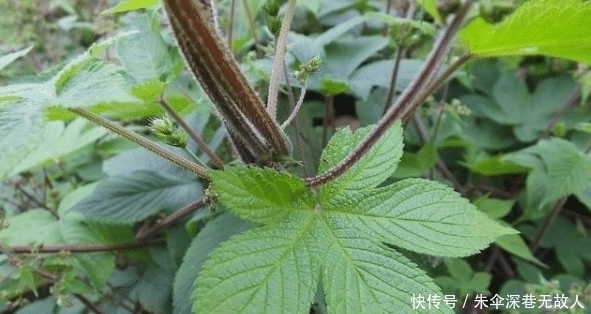 农村一种野草俗称“拉拉秧”，人见人烦，殊不知它的药用价值很高