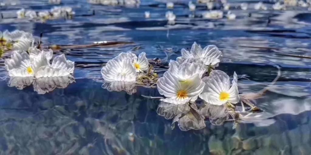 海藻花|泸沽湖的“水性杨花”美爆了，这是心动的感觉