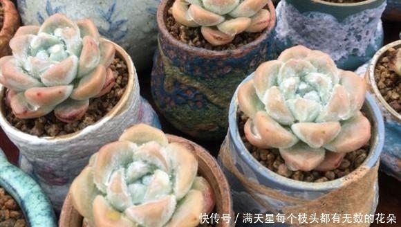适合新手养护的4款经典多肉,便宜好养易上色,花友几乎都养过