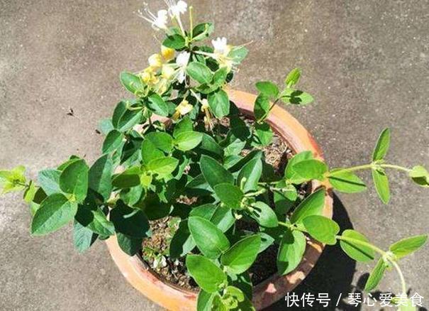 治病|喜欢盆栽这3款植物就赚大了,既能观赏又能治病,堪称天然药箱