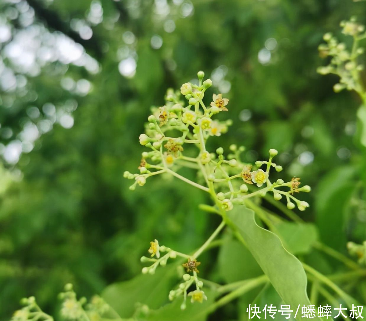 凤凰台|浙江深处有个远离喧嚣小众景点，被誉天然氧吧，与秦始皇有关