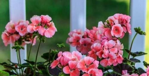  植物|养花肥料最费钱，学会此3种肥料的制作方法，花开成大花球