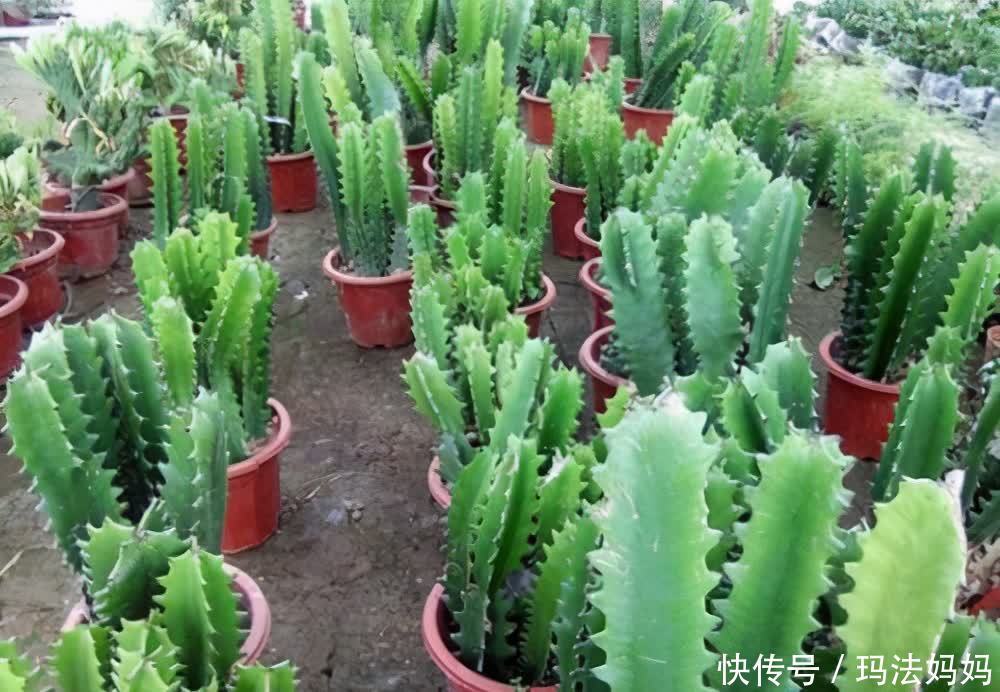 文竹|花卉不要“养得太好”，不然观赏性大打折扣，得不偿失