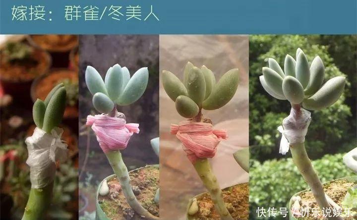 秋丽|多肉原来还能这么玩，嫁接方法很简单，轻松爆盆还好看！