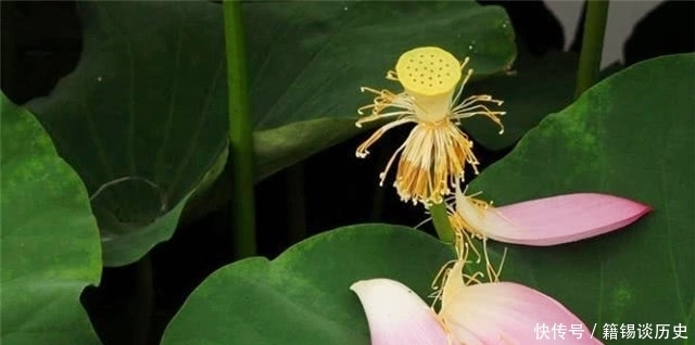 水中|秋日读诗:荷花落片自成船,看他走遍水中天