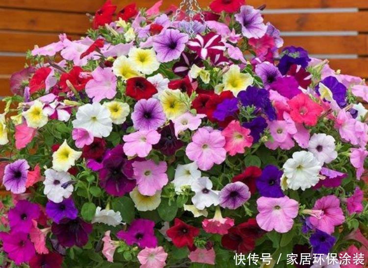 4种花,堪称花界“劳模”,花开媲美玫瑰,花朵姿态万千,美