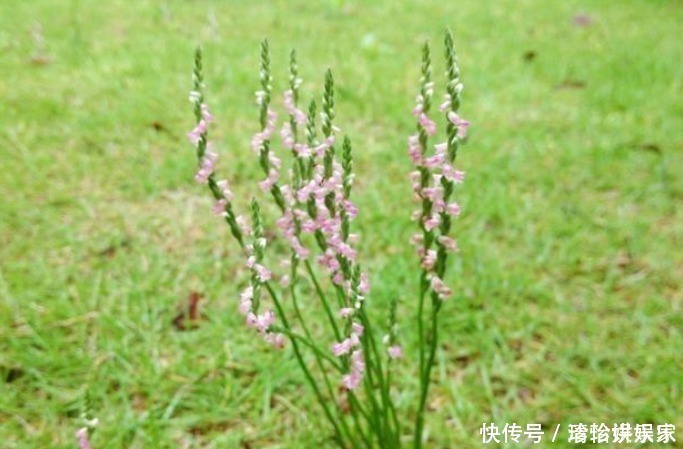 遇見(jiàn)|此物植物叫“參”卻不是人參，價(jià)值珍貴，遇見(jiàn)莫忽視