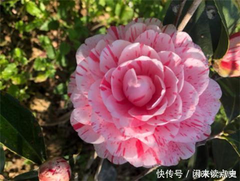 天冷了,茶花别着急搬进屋,低温“冻一冻”开花更旺