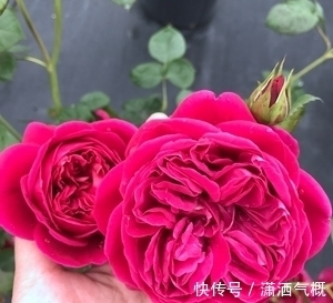 花型|此款月季花，被称作“香香公主”，花朵大花型美，值得拥有！