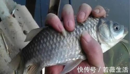 难怪渔具店老板不淡定,原来冬钓用它代小药,板鲫那叫一个好钓!