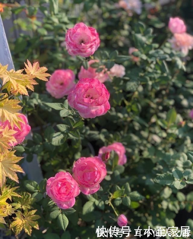 开花|这6种花,记住晚上冻,白天晒,开花特别快!