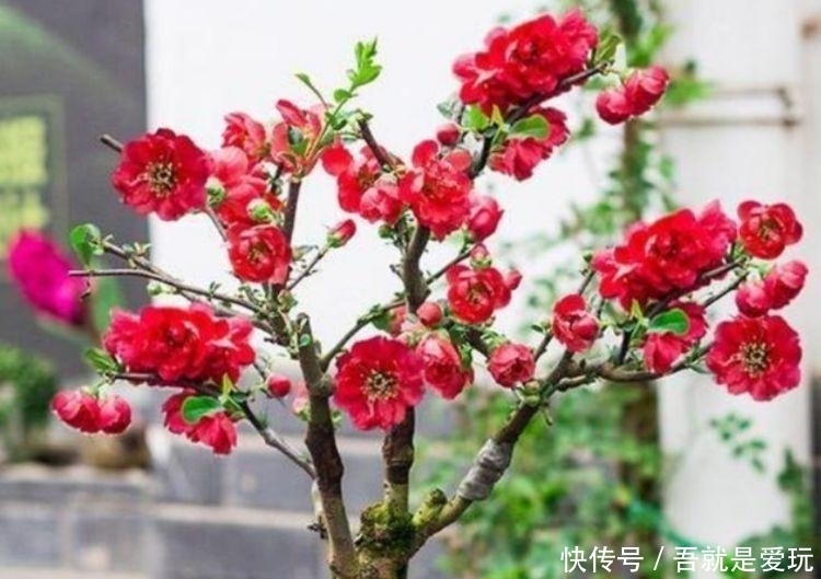 5种花最适合新手养，沾土就能活，好养易活开花美