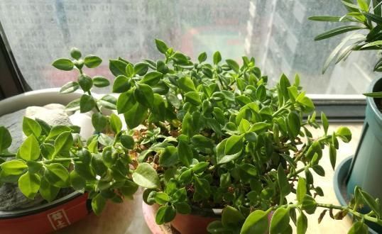 6种花适合吊起来养，挂在窗前，比窗帘还好看