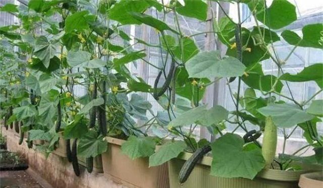 6种阳台水果盆栽，再忙也要养一盆，沾土就活，果实甜如蜜