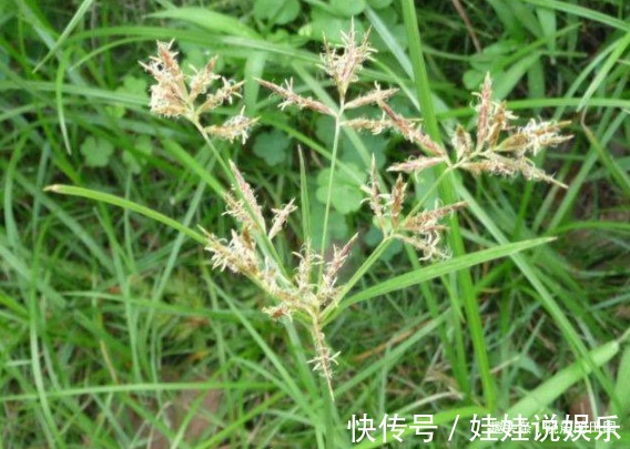 泡水|它专攻妇科炎症,又叫“回头草”,常用来泡水喝,子宫越来越健康