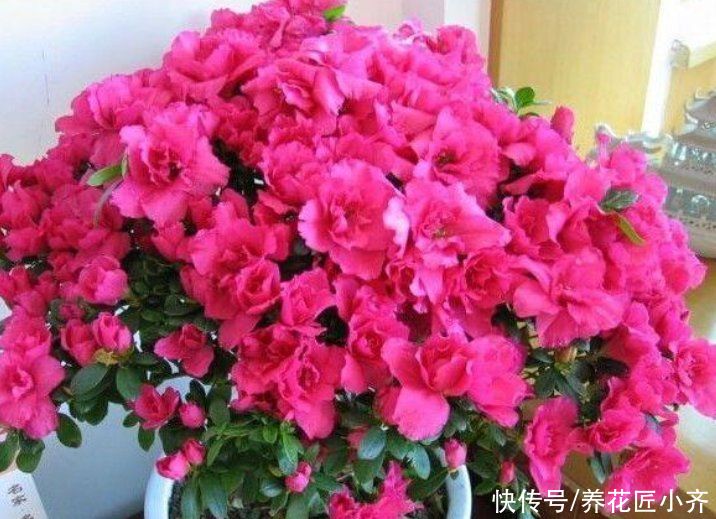 家中常见的这些花，摆放位置很关键，否则花期短，甚至不开花