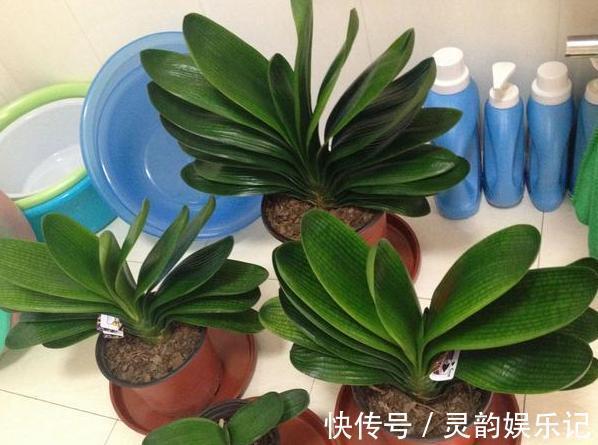 养君子兰，掌握4个小技巧，年年叶绿花艳、长爆盆