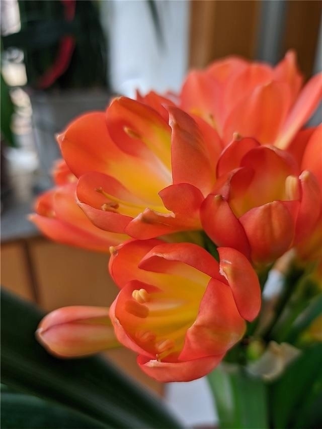 花友们|君子兰最爱“3种肥”,很好找,10天追一次肥,入秋开花翻一倍