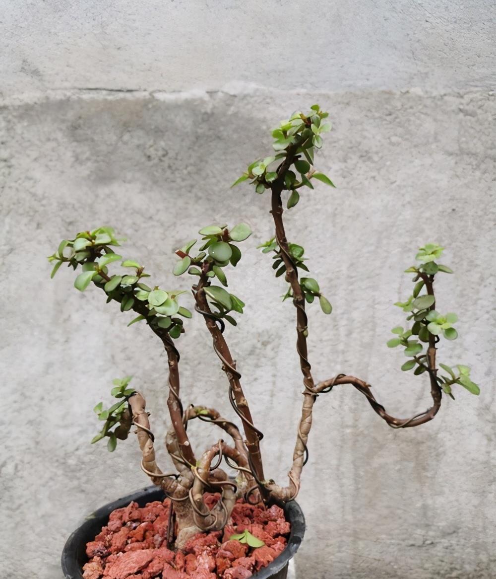 金枝玉叶|养金枝玉叶,做到4点,长成粗壮老桩,漂亮又精致