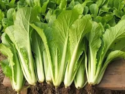 大白菜|各种蔬菜营养深度分析，这5种蔬菜是营养冠军，补钙强骨都靠它