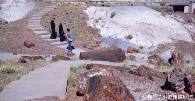 宝石|美国西部有一个“玛瑙森林”,遍地天然宝石,无人看管没人偷捡!