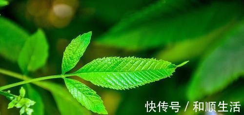 失眠|女性怕老太快，多吃的食物，改善失眠，振奋精神，吃了气色更好