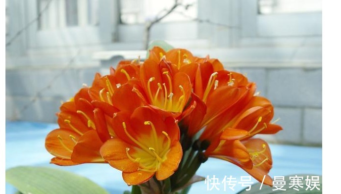 堆肥土|君子兰,四季海棠以下养殖,花苞一波接一波,叶茂花艳花开不断