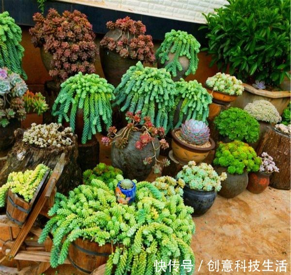 1种多肉,特容易长出“瀑布老桩”,养3年就“溢满盆”,别错过!