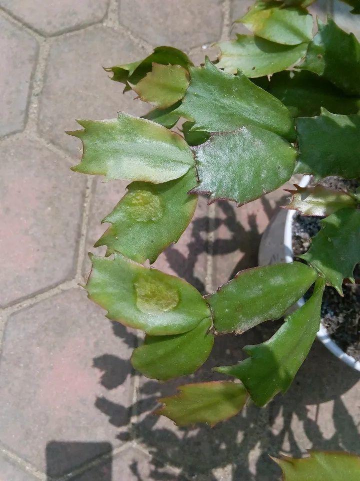 干枯|10种花特怕晒，越晒越黄叶，搬阴凉地儿才能活！