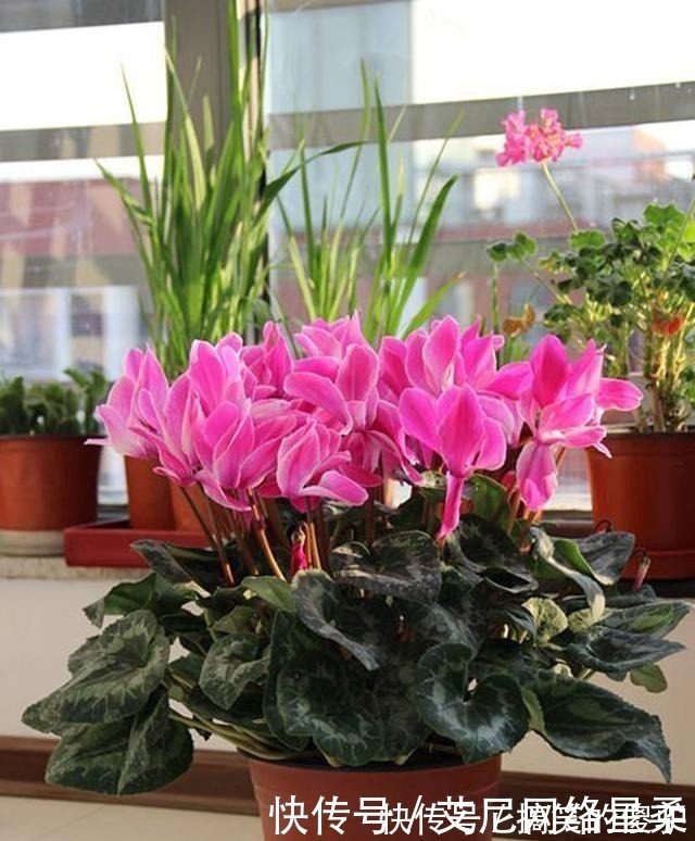 养花|家里养花,就选这几种,一年四季不用管,给点阳光就开花