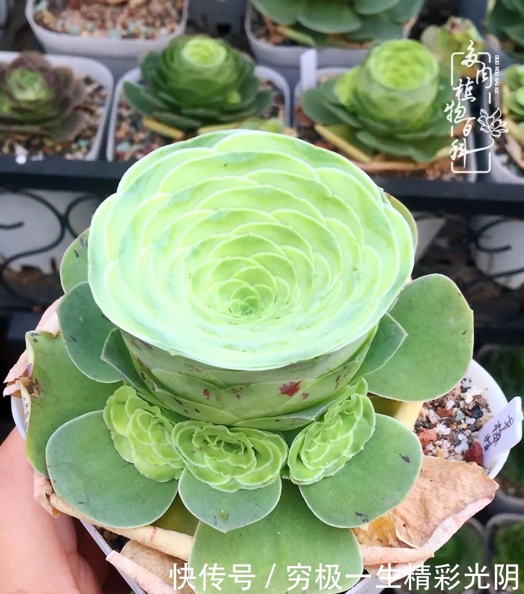 山地玫瑰的那些事儿关于养护过程中遇到的灵魂18问