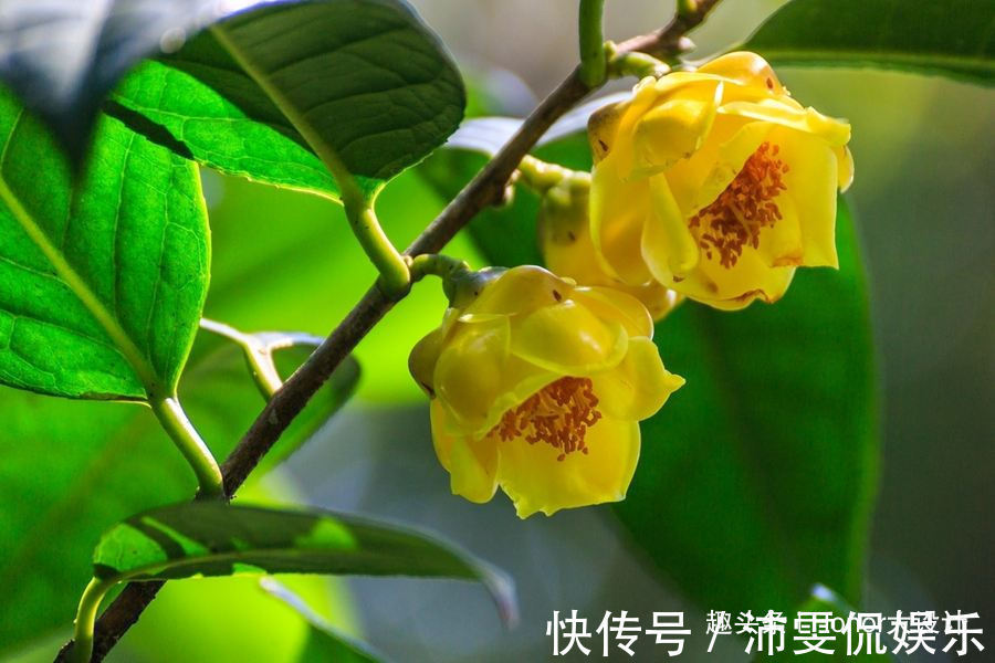 名字|名字美妙的3种花,玉树、金花茶、赤苞花,见过的人不多!