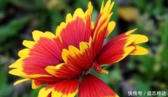 这3种花好漂亮,四季开花倾国倾城,好养花量大,美爆阳台变成花园