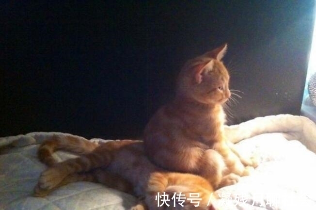 |搞笑小动物图片:你看了忍不住笑出声来,最后一张太搞笑了