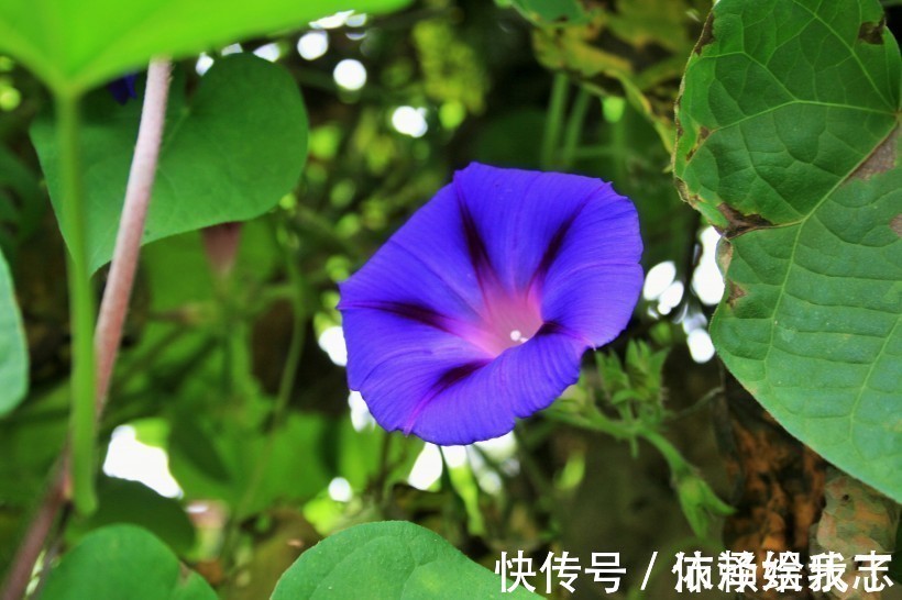 出人头地|生来就很好命的三生肖女，子女是人中龙凤，日子越过越美满