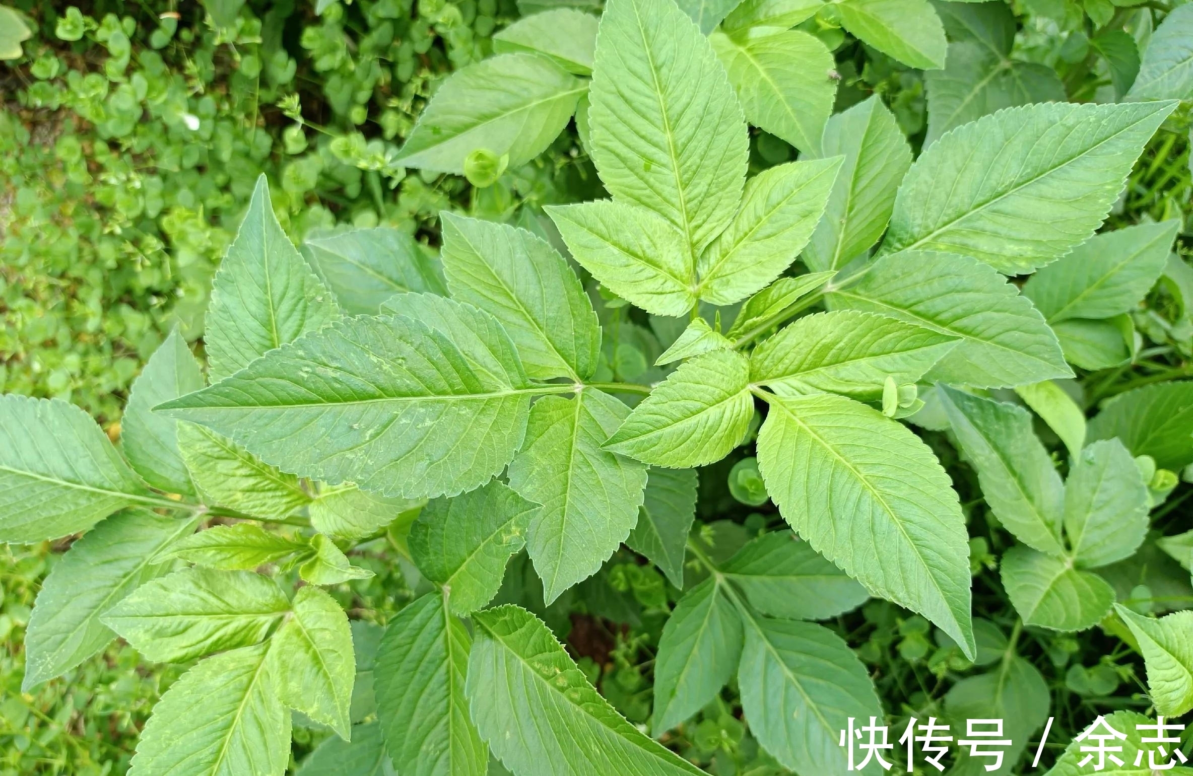 益母草|农村常见的8种新鲜草药，看看你见过多少种？