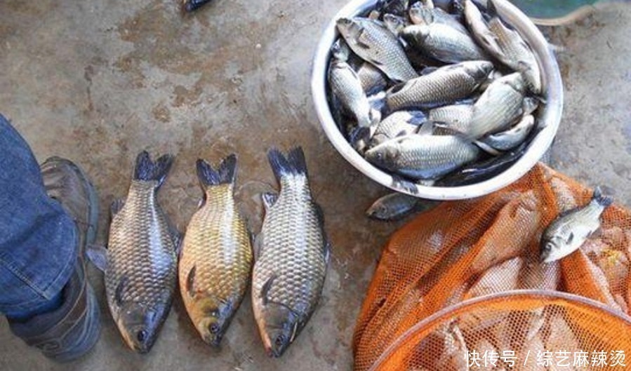 酱层|水底泥巴太厚,有鱼却不见吃口?老钓手果断出招,刚下钩就中鱼