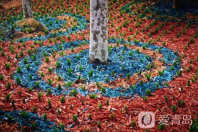 你注意了么？植物园这些“小红花”悄然绽放，鲜红欲滴