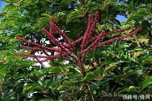 神奇!这个开花树居然可以长成这样震撼世人!真是太美了