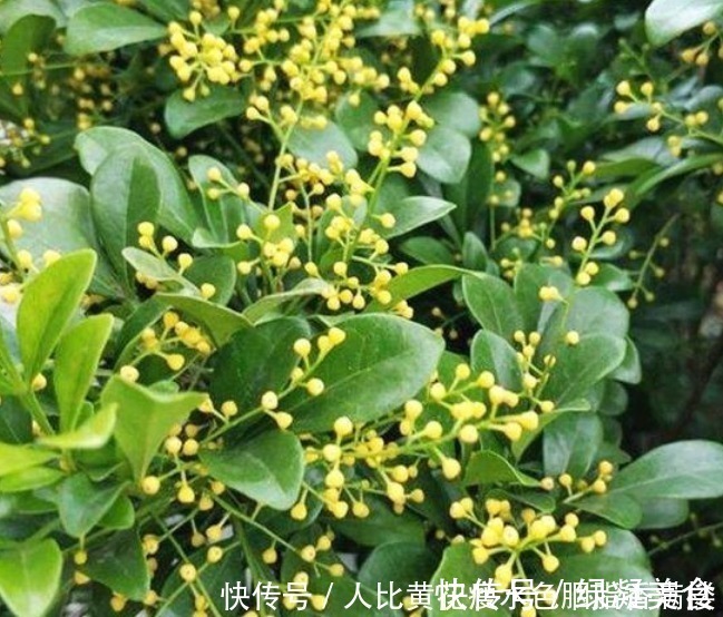 光照|人养花,花也养人,“3种花”家养里,空气清新,还有助于睡眠!