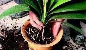 君子兰|养君子兰,“深盆”好,还是“浅盆”好选错了,不长叶,难开花!