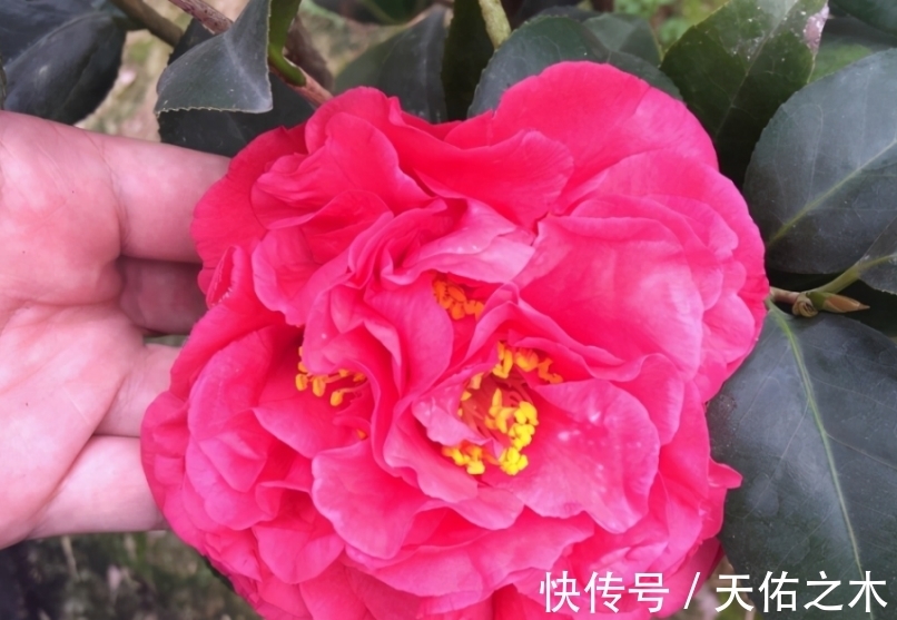 茶花|比牡丹还美的茶花,花大色艳浓香,花开一茬接一茬,好看又好养