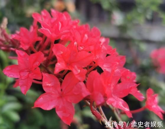 以前只知道有蓝雪花,原来还有白雪花、红雪花,你都见过吗