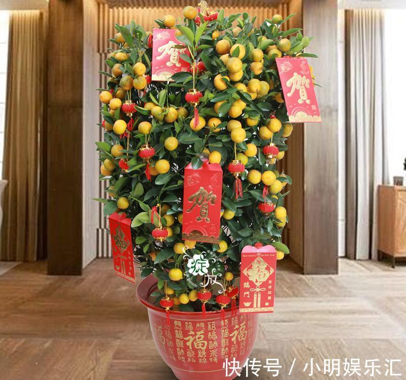 5种“金字花”,富贵招财有“好兆头”,当成年宵花,吉利又旺家