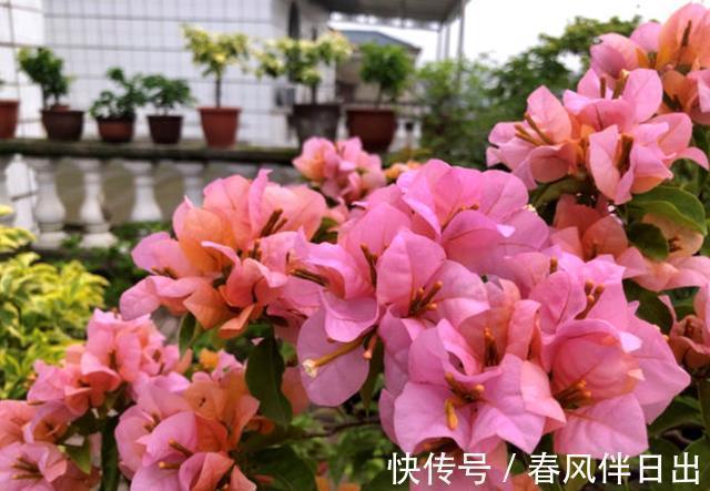 这四种花是“旱鸭子”,叶片干焦也别急着浇水,旱养才能顺利开花