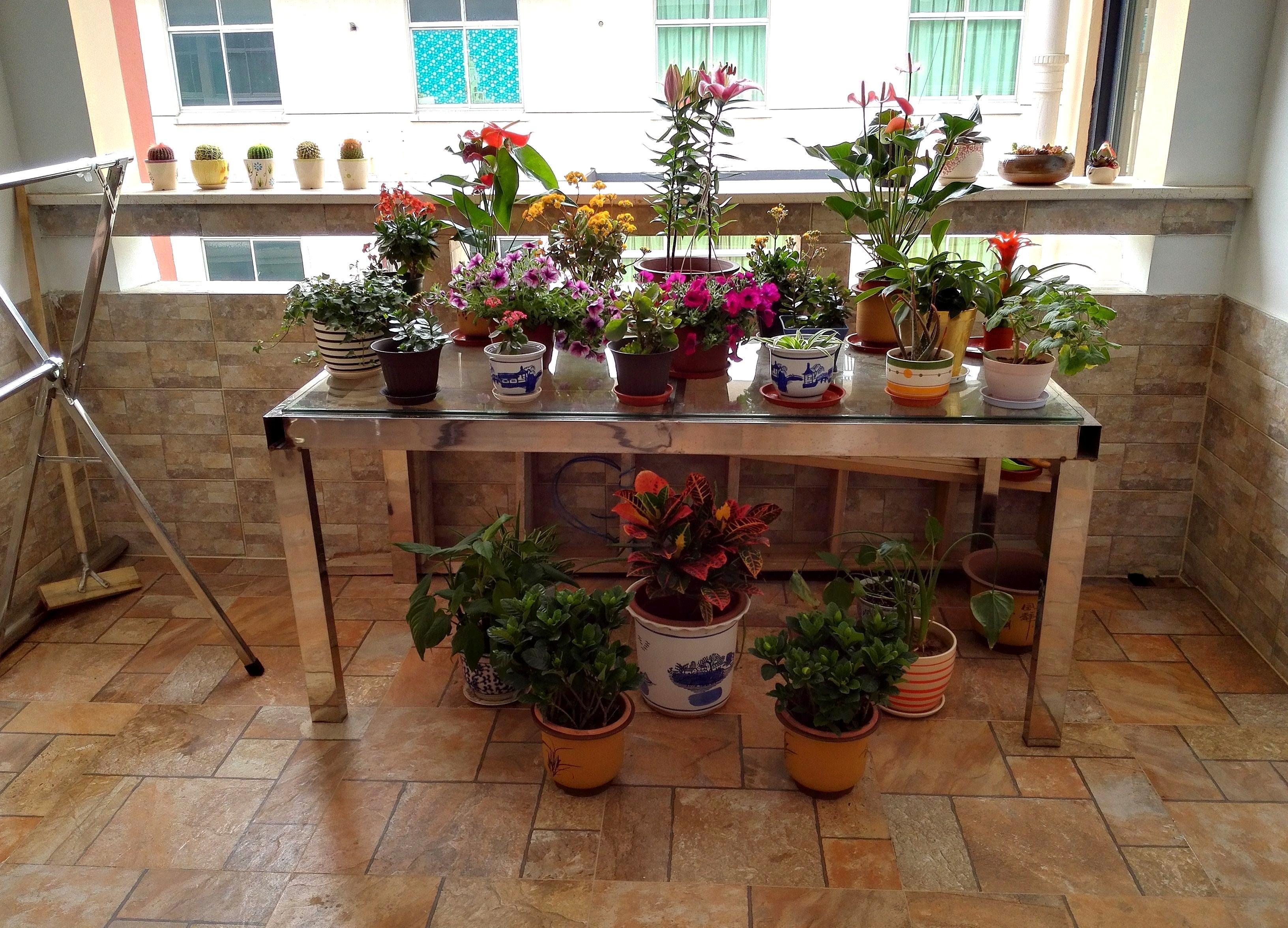 3种花是“阴生花”,不怕没有“光”,家里越“暗”长得好