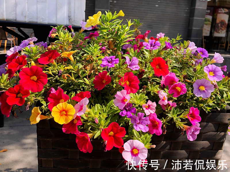 花朵五颜六色，花期超半年，好养如绿萝吊兰，此盆栽植物值得入手