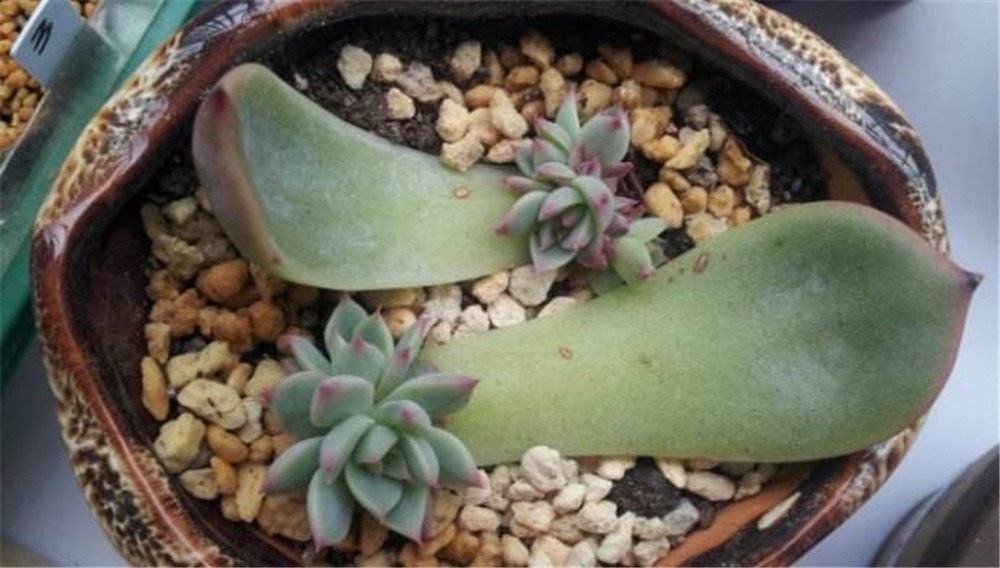 多肉扦插叶片,想快速“生根”得狠心“渴着养”,根须能挤爆盆