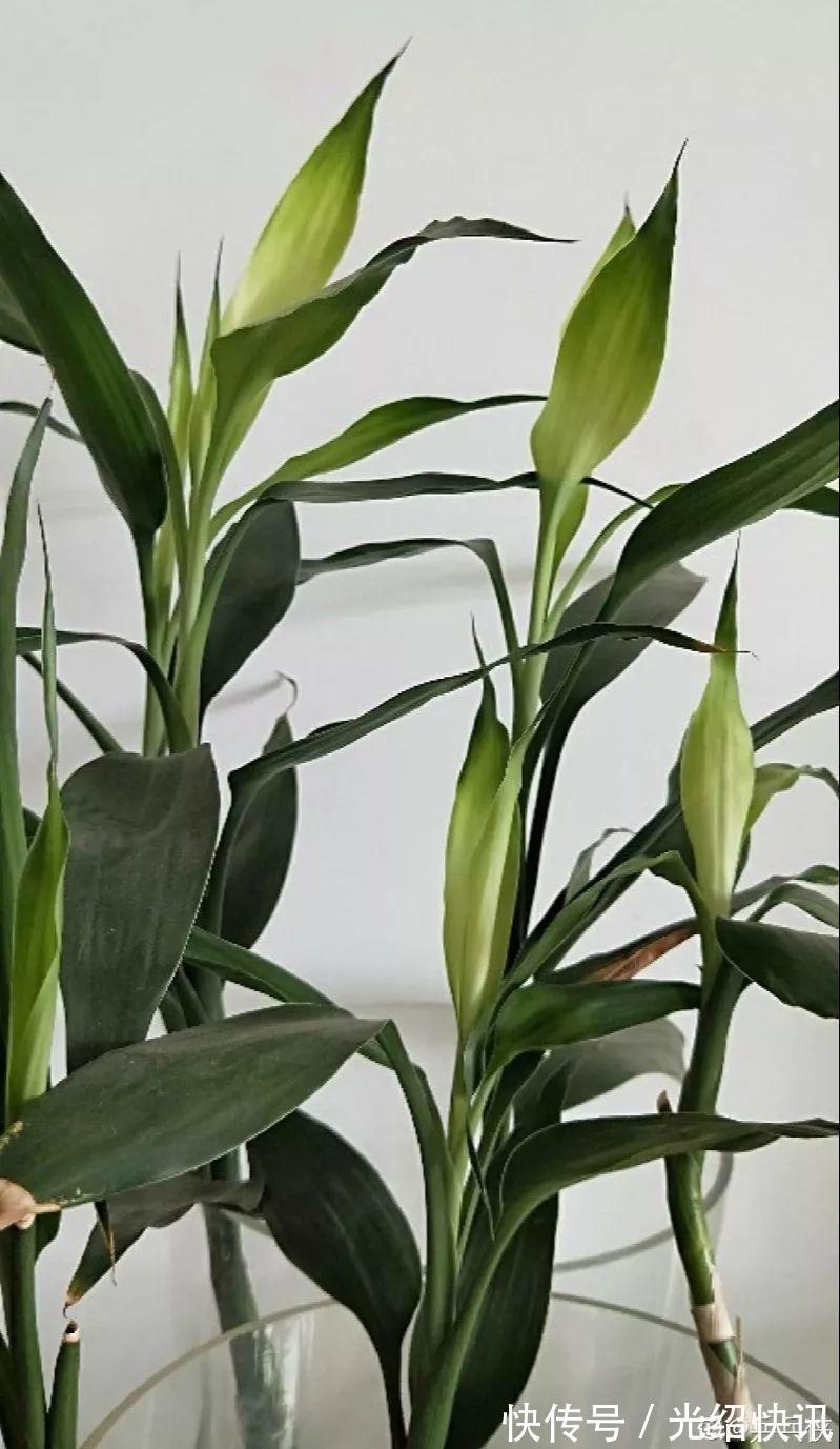 根系|它是天然“生根剂”,给花浇一点,根系壮猛发芽!