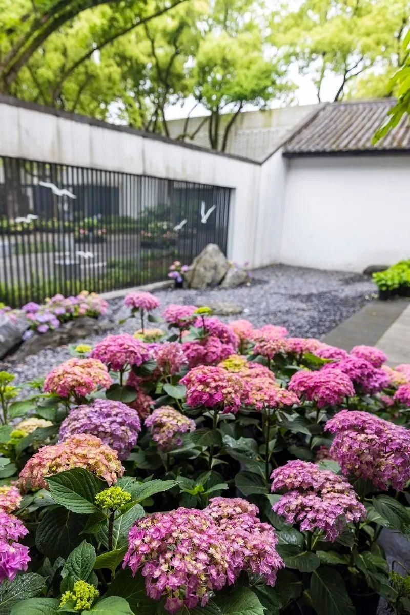 大滨菊|错过等一年！宁波这些花海快打卡